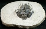 Spiny Comura Trilobite - Reconstructed Spines #8645-7